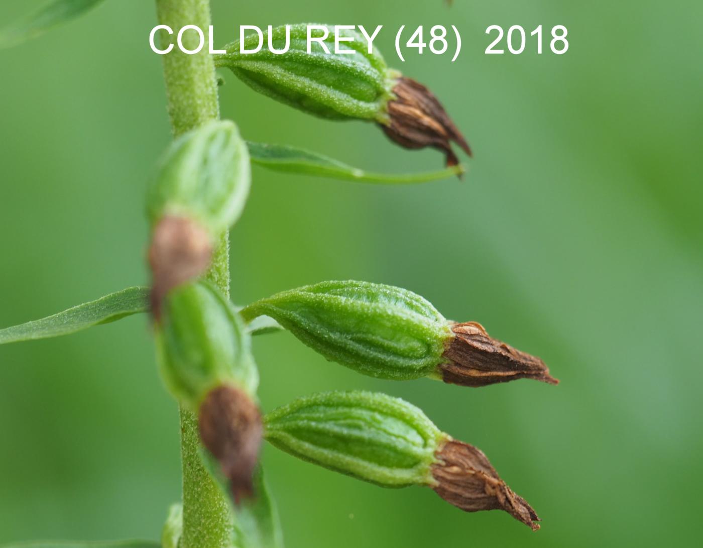 Helleborine, Narrow-lipped fruit